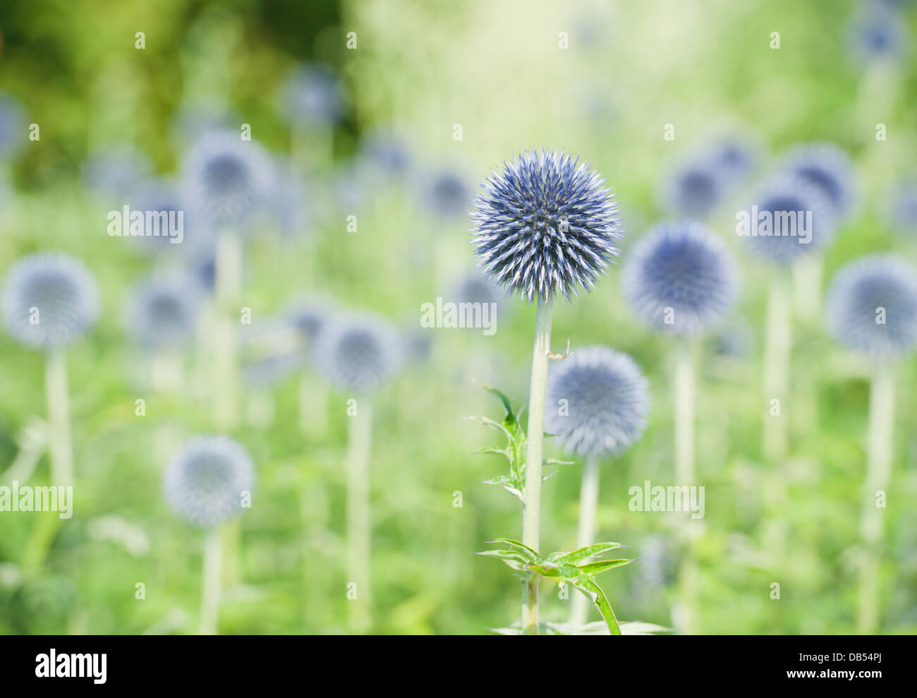 Massa di echinops blu le teste dei fiori Foto Stock