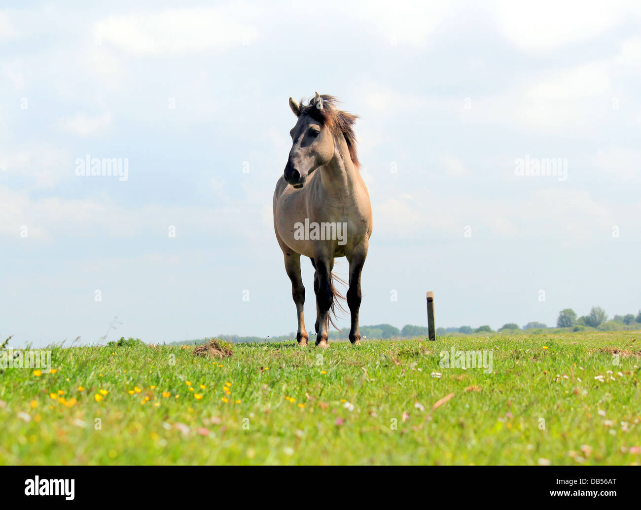 Polacco cavallo primitivo a.k.a. Cavalli Konik, basso punto di vista Foto Stock