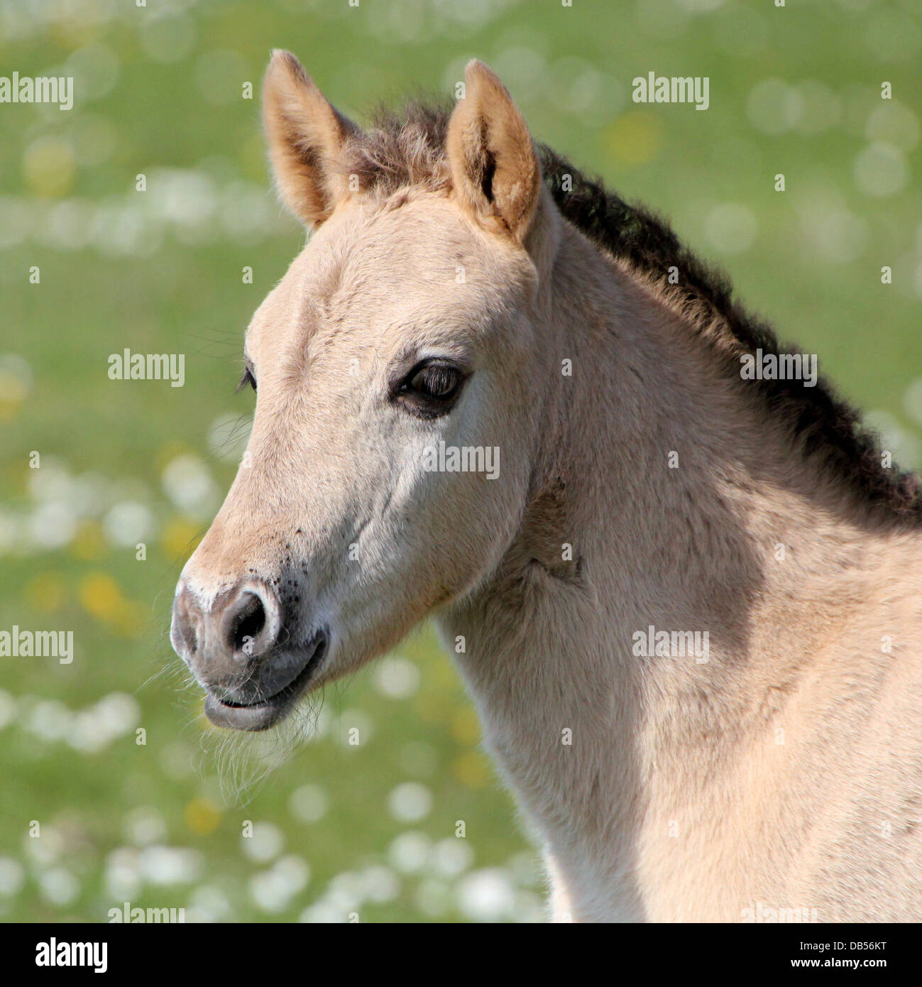 Puledro polacco cavallo primitivo a.k.a. Cavalli Konik in primo piano in primavera Foto Stock