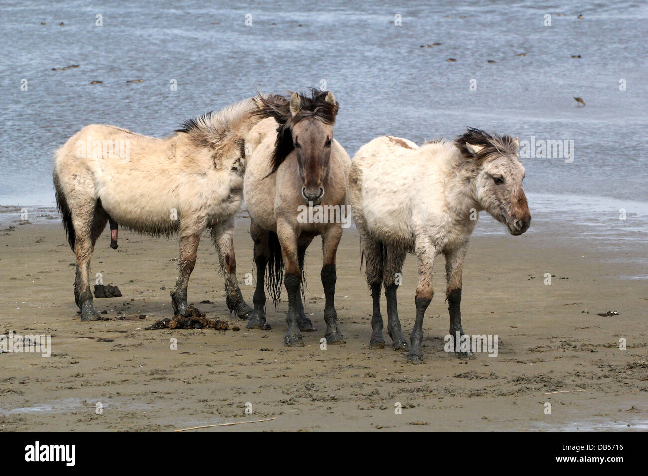 Tre polacco cavalli primitivi a.k.a. Cavalli Konik in posa sulla spiaggia Foto Stock