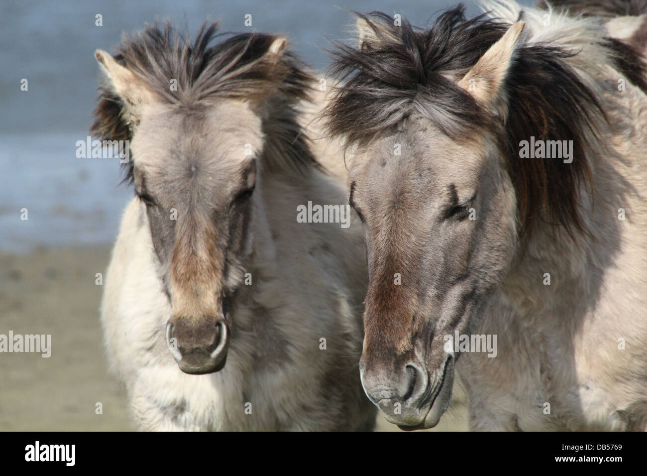 Close-up verticale di due polacchi cavalli primitivi a.k.a. Cavalli Konik Foto Stock