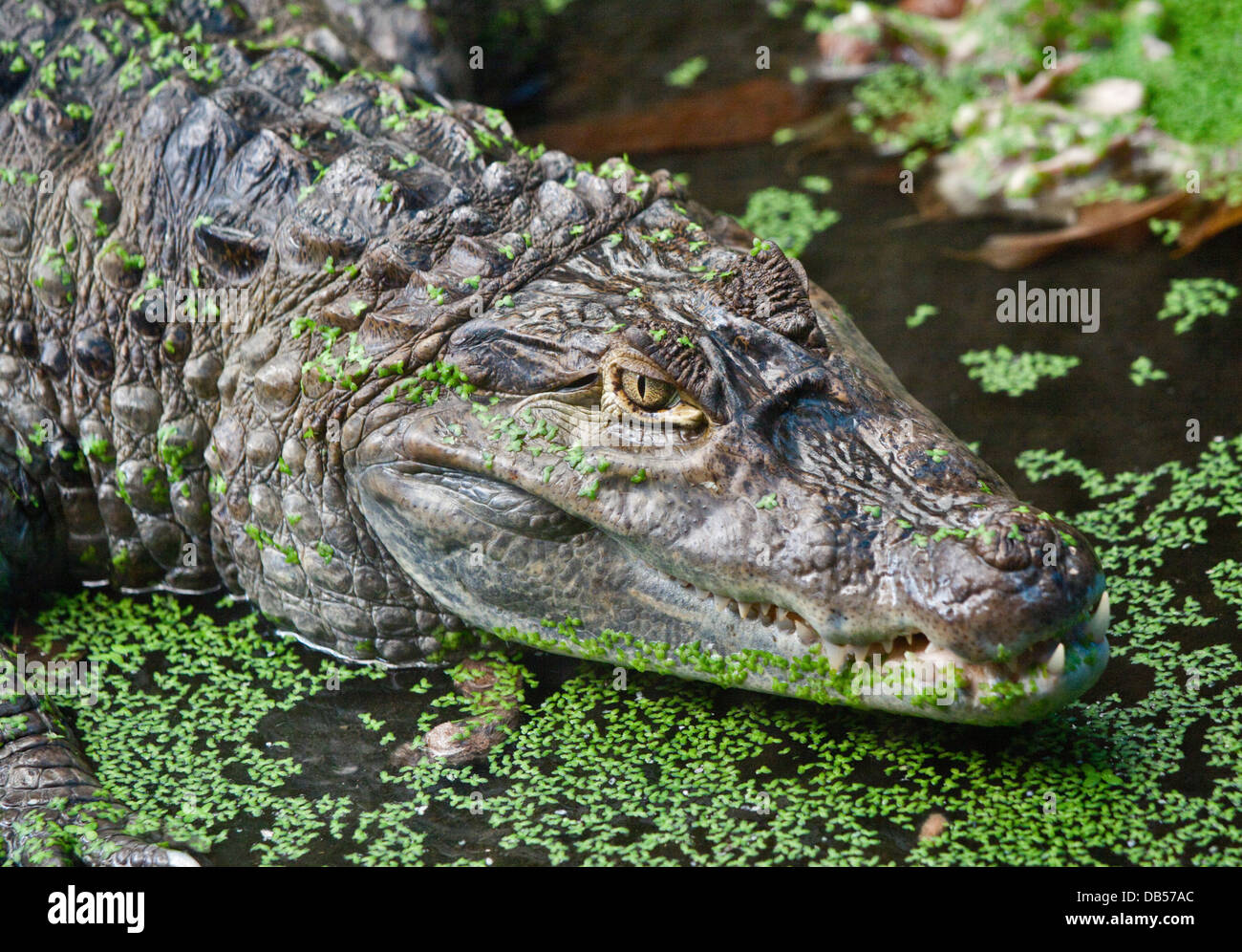 Caimano Spectacled ( crocodilus caimano) Foto Stock