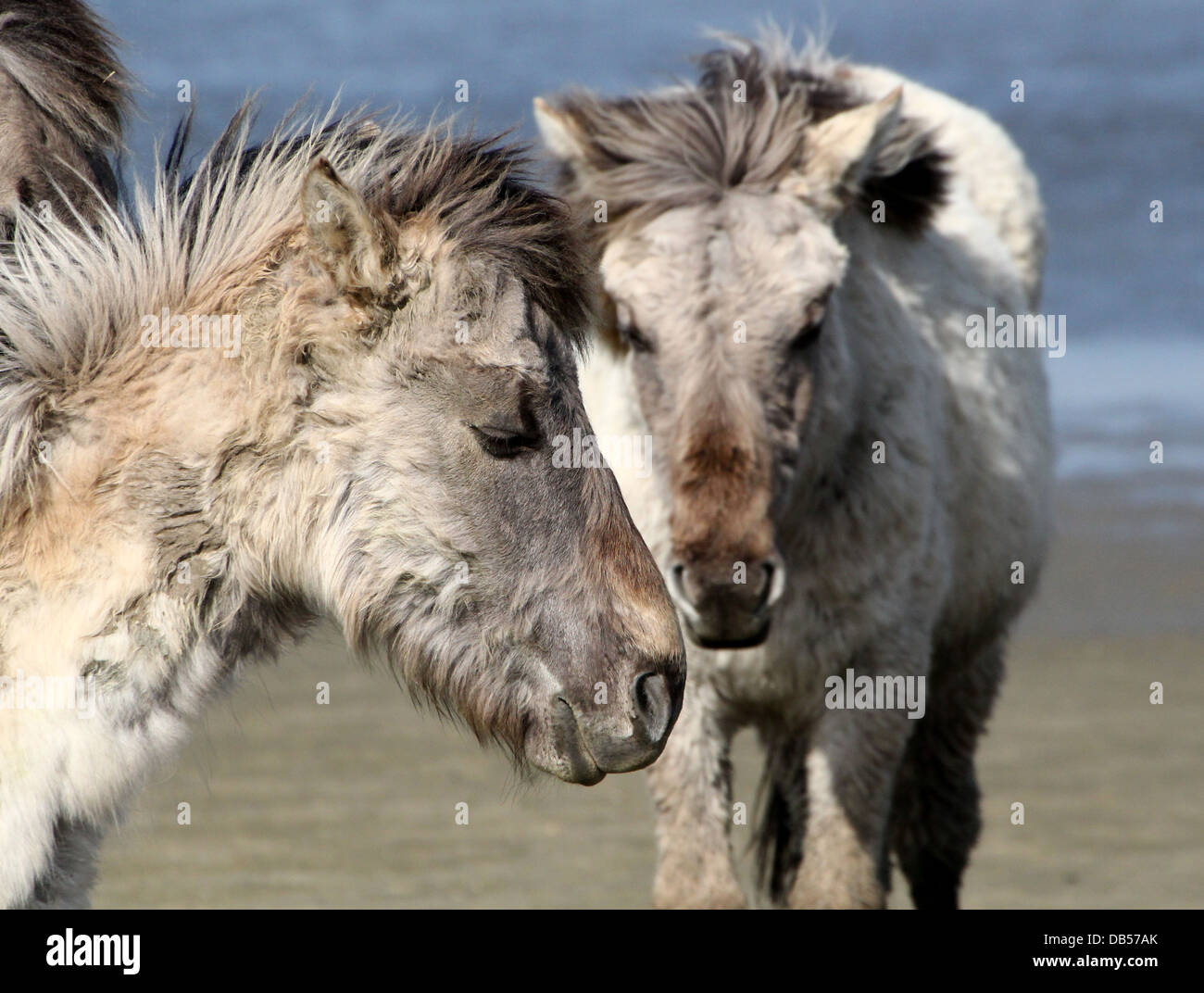 Primo piano di due polacchi cavalli primitivi a.k.a. Cavalli Konik Foto Stock