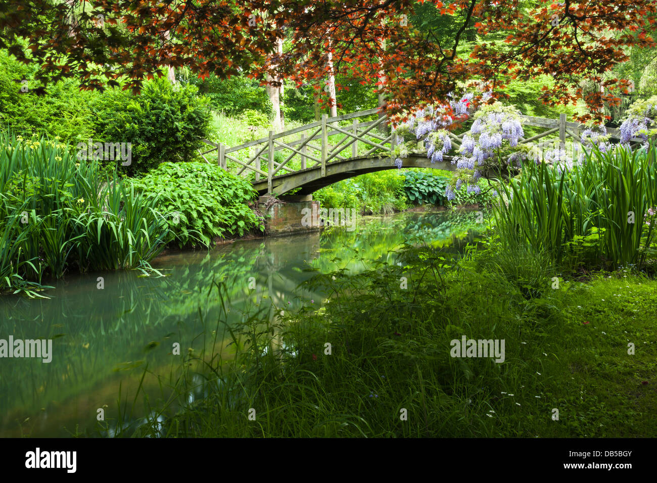 Il Glicine cresce sul ponte di legno che attraversa il torrente nel giardino selvaggio di Cottesbrooke Hall, Northamptonshire, Inghilterra Foto Stock