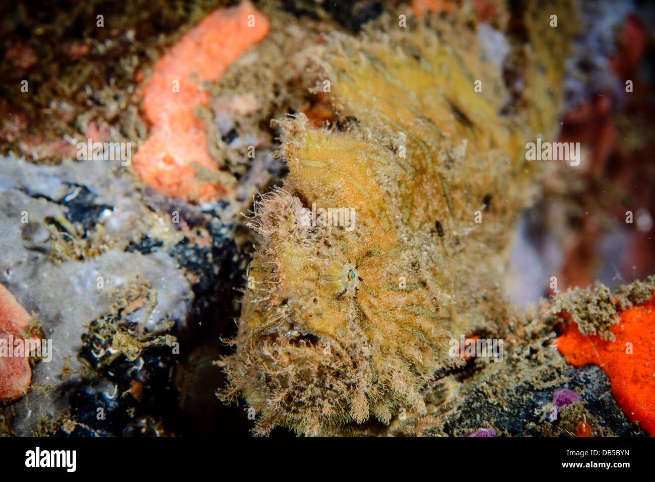 Un peloso o Rana pescatrice Rana pescatrice striato ( antennarius striati ) da Lembeh strait, Indonesia Foto Stock