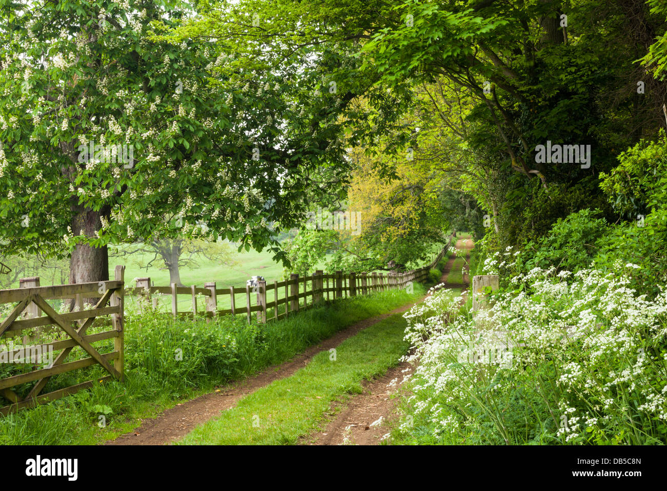 Un sterrato paese verde lane in primavera tra la campagna boscosa del Holdenby House station wagon, Northamptonshire, Inghilterra. Foto Stock