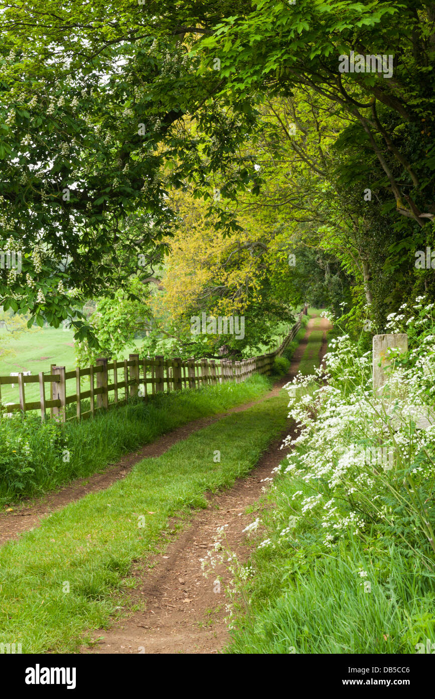 Un viale alberato e sterrato paese verde lane visualizzando il verde lussureggiante fogliame della molla sul Holdenby House station wagon, Northamptonshire, Inghilterra Foto Stock