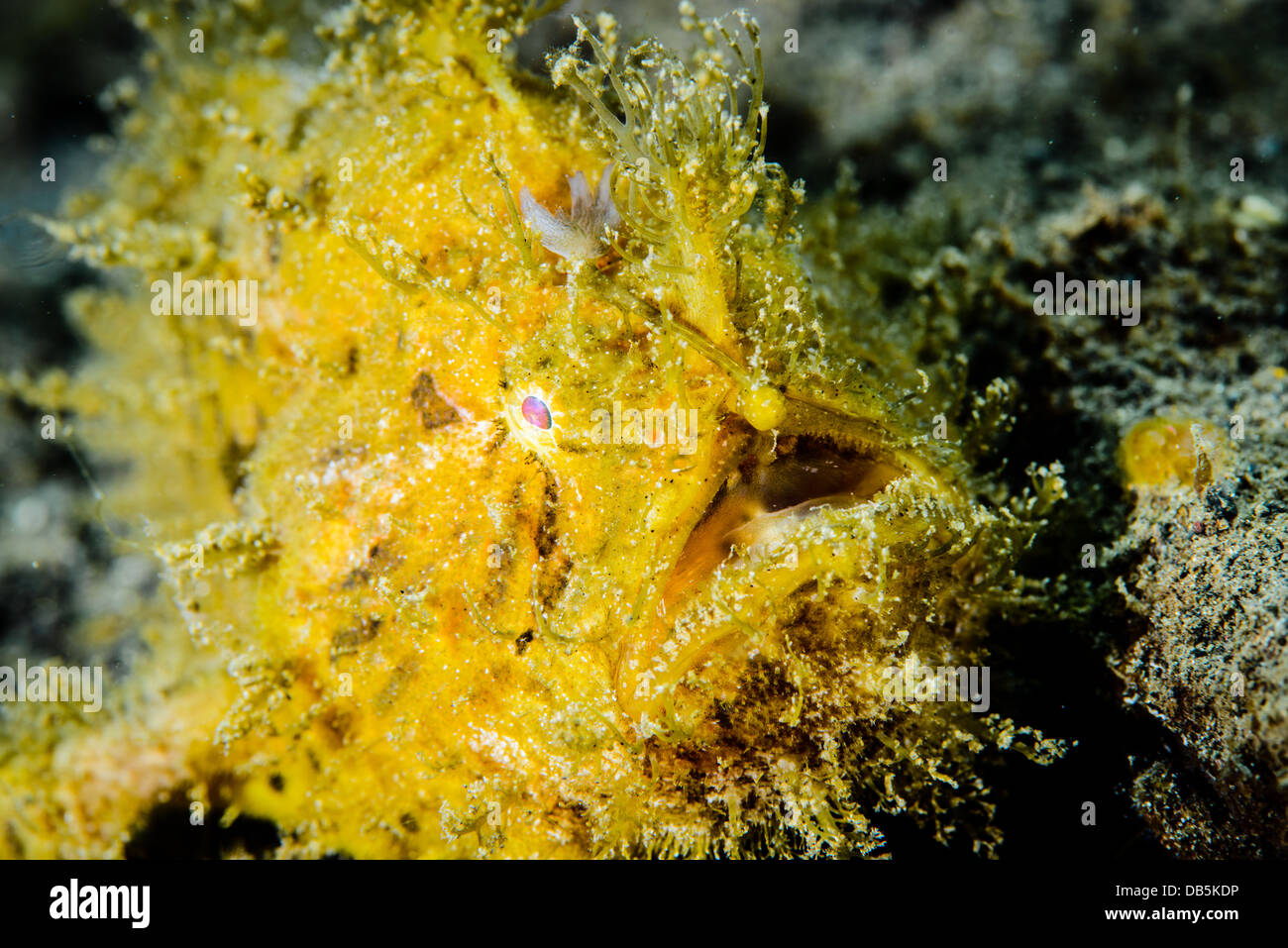 Un peloso o Rana pescatrice Rana pescatrice striato ( antennarius striati ) da Lembeh strait, Indonesia Foto Stock