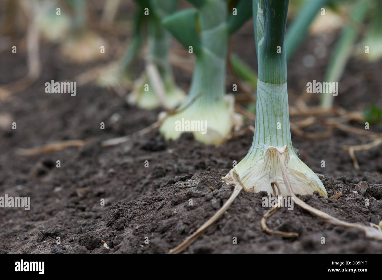 Allium cepa. Hytech cipolle in un orto. Regno Unito Foto Stock