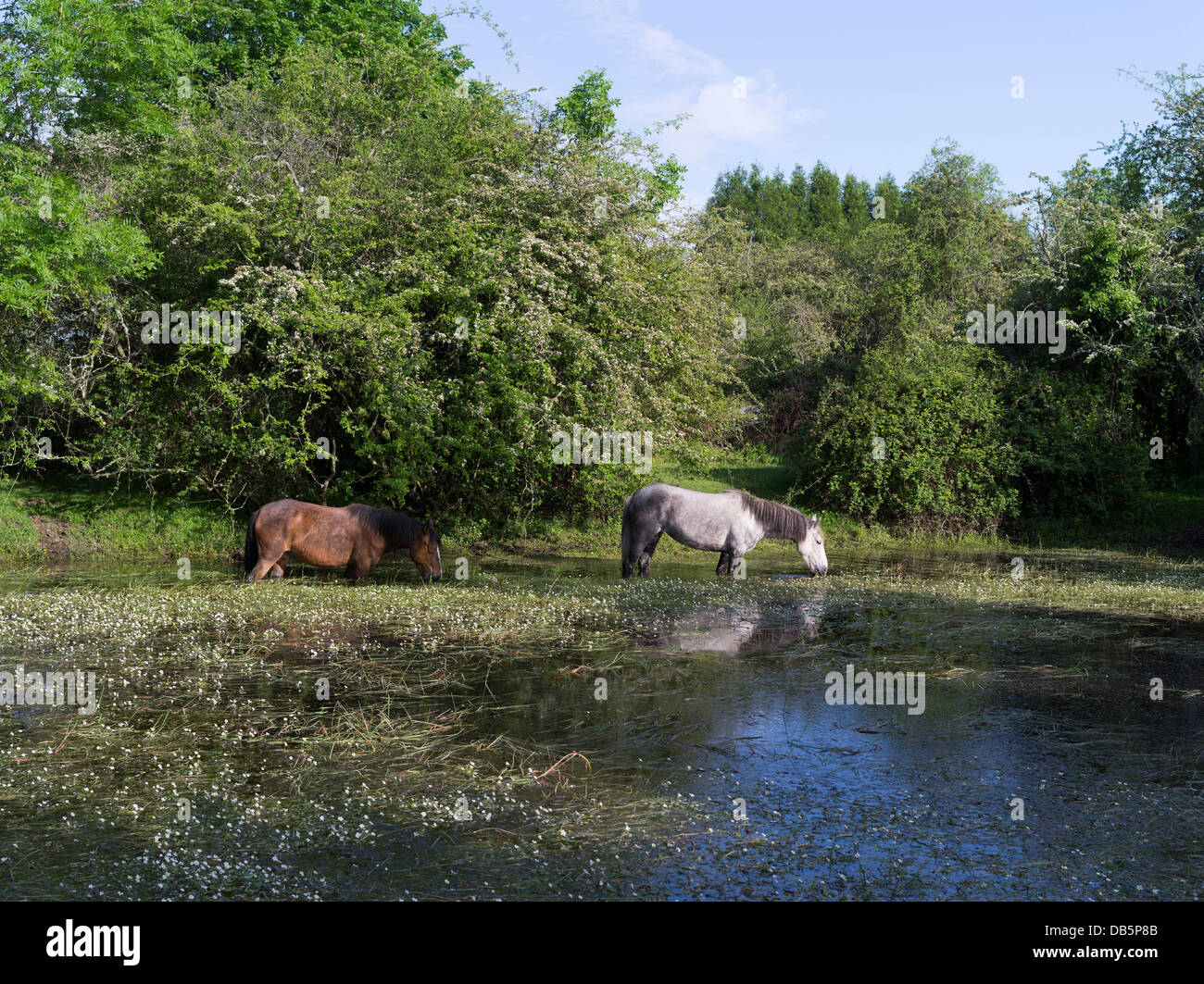 dh NEW FOREST HAMPSHIRE Gran Bretagna cavallo pony pascolo in comune terra villaggio stagno coppia cavalli pony inghilterra Foto Stock
