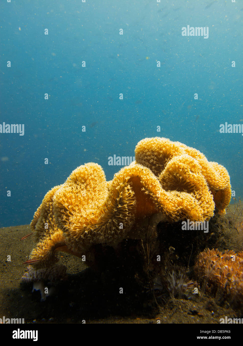 Close-up di singoli stony coral colonia su Pulau Satonda reef Nusa Tenggara in Flores Mare Parco Nazionale di Komodo Indonesia Foto Stock