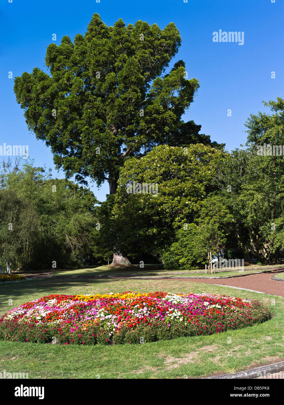 dh Parkland fiori AUCKLAND DOMINIO NEW ZEALAND NZ alberi aiuole parco floreale parchi fiore Foto Stock