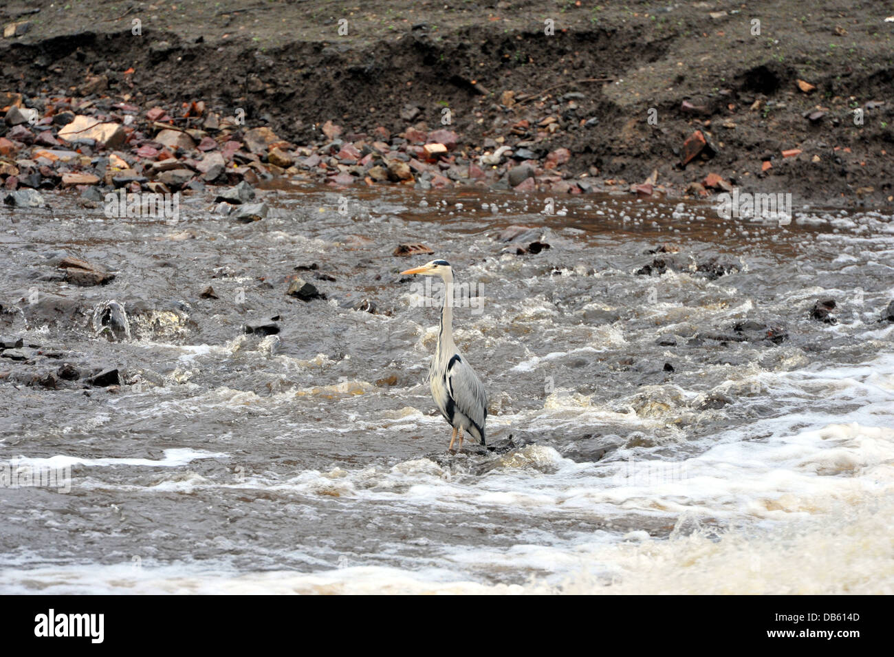 Airone cenerino all'acqua di Leith, Edimburgo, 600mm lente Ardea cinerea Foto Stock