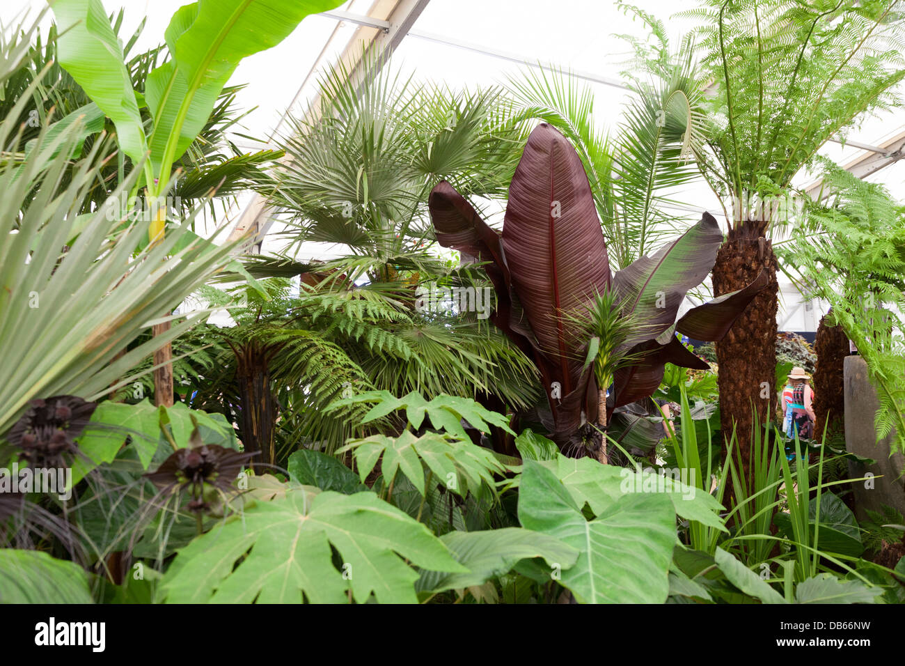 Visualizzazione dei sub-piante tropicali all'interno del tendone floreali a Hampton Court Flower Show 2013 Foto Stock