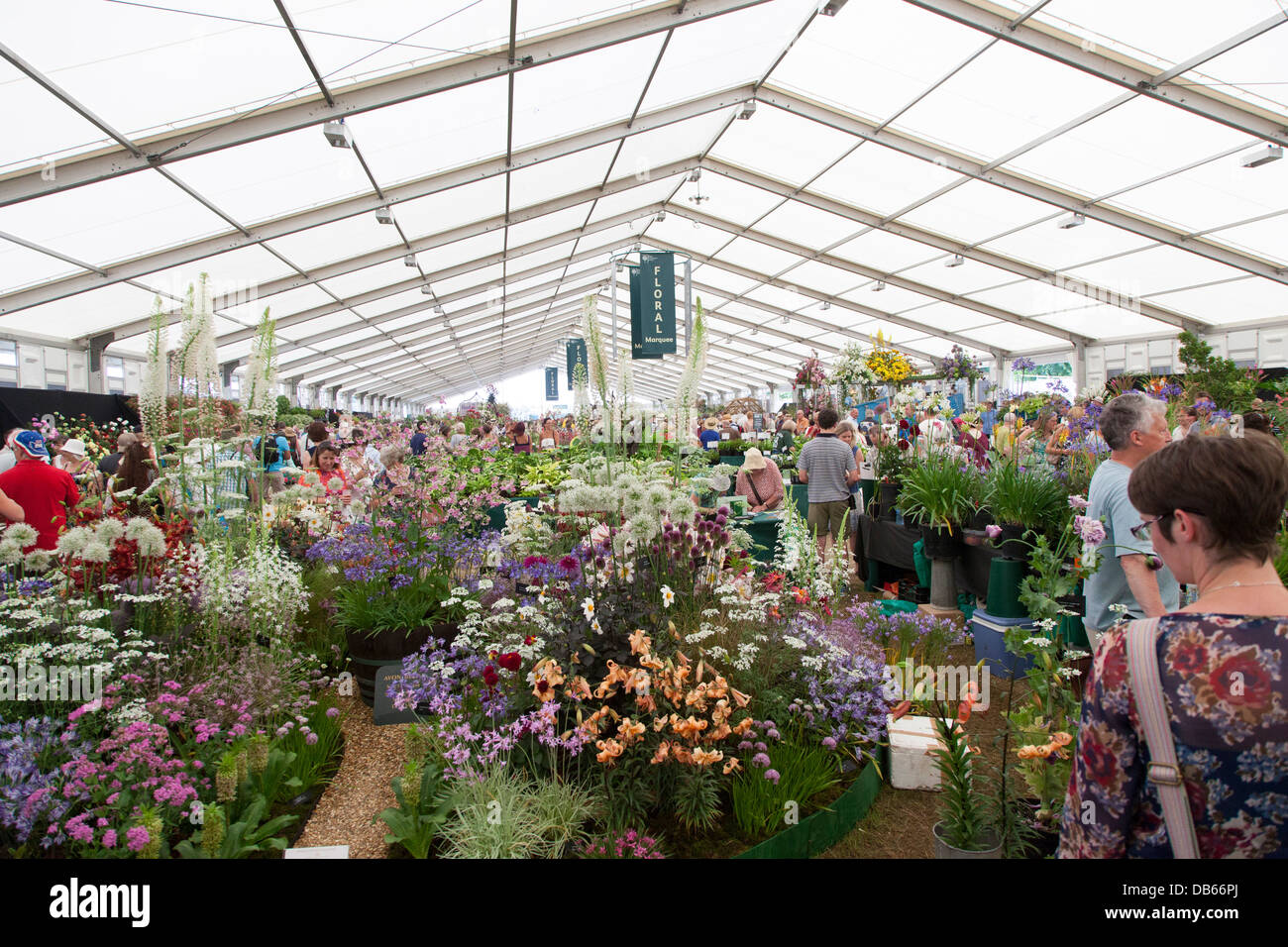 Vista interna del tendone floreali a Hampton Court Flower Show 2013 Foto Stock