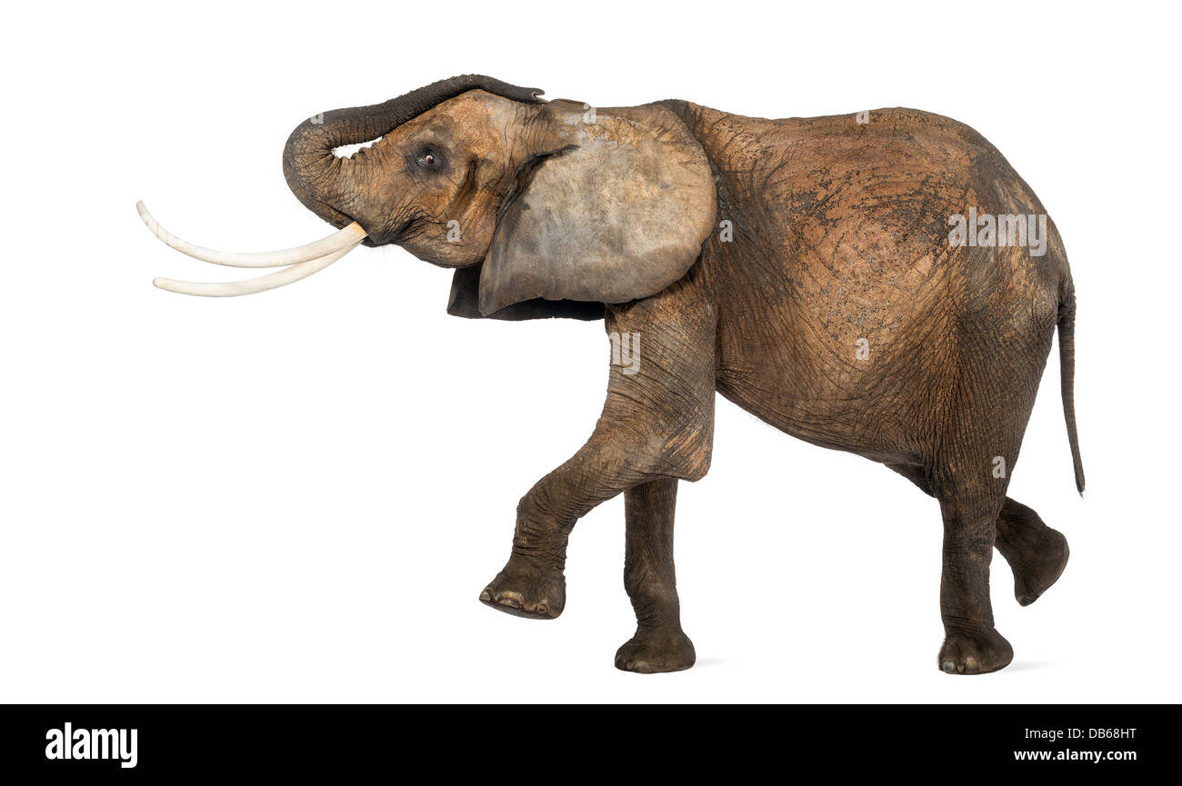 Vista laterale di un elefante africano Loxodonta africana, eseguire contro uno sfondo bianco Foto Stock