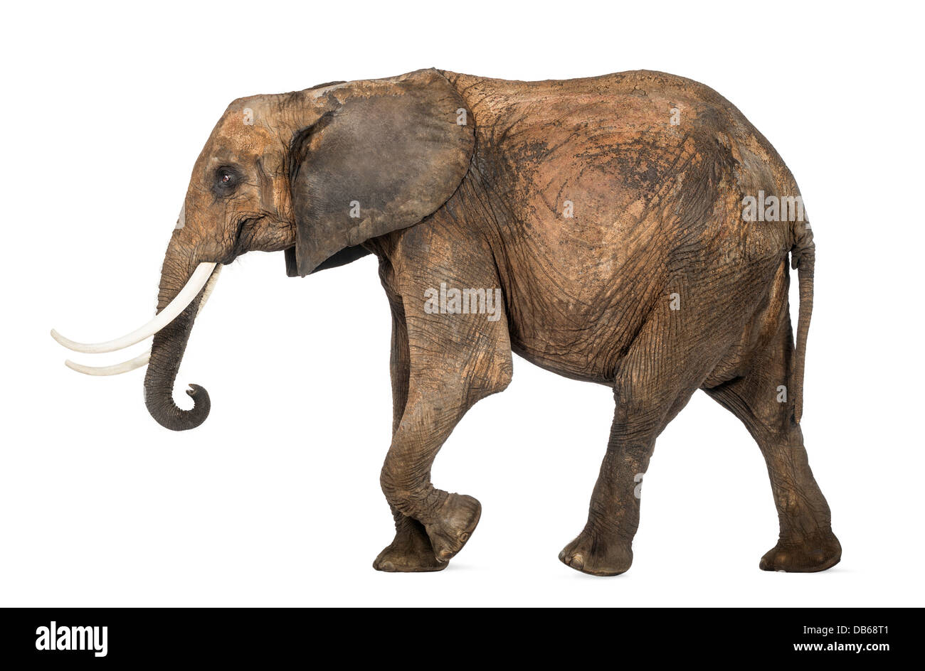 Vista laterale di un elefante africano Loxodonta africana, passeggiate contro uno sfondo bianco Foto Stock