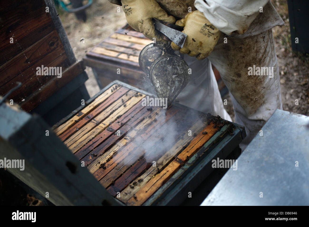 Un apicoltore di Puremiel,un miele azienda che produce miele biologico,controlli alveari usando il fumo a Los Parco naturale de los Alcornocales Foto Stock