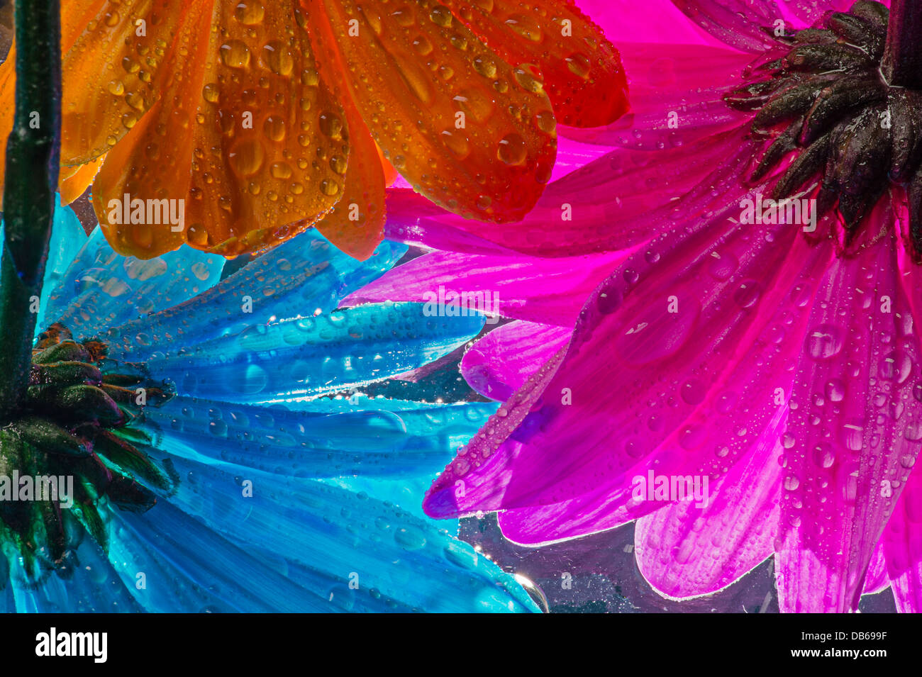La parte inferiore del bagnato colorati fiori a margherita Foto Stock