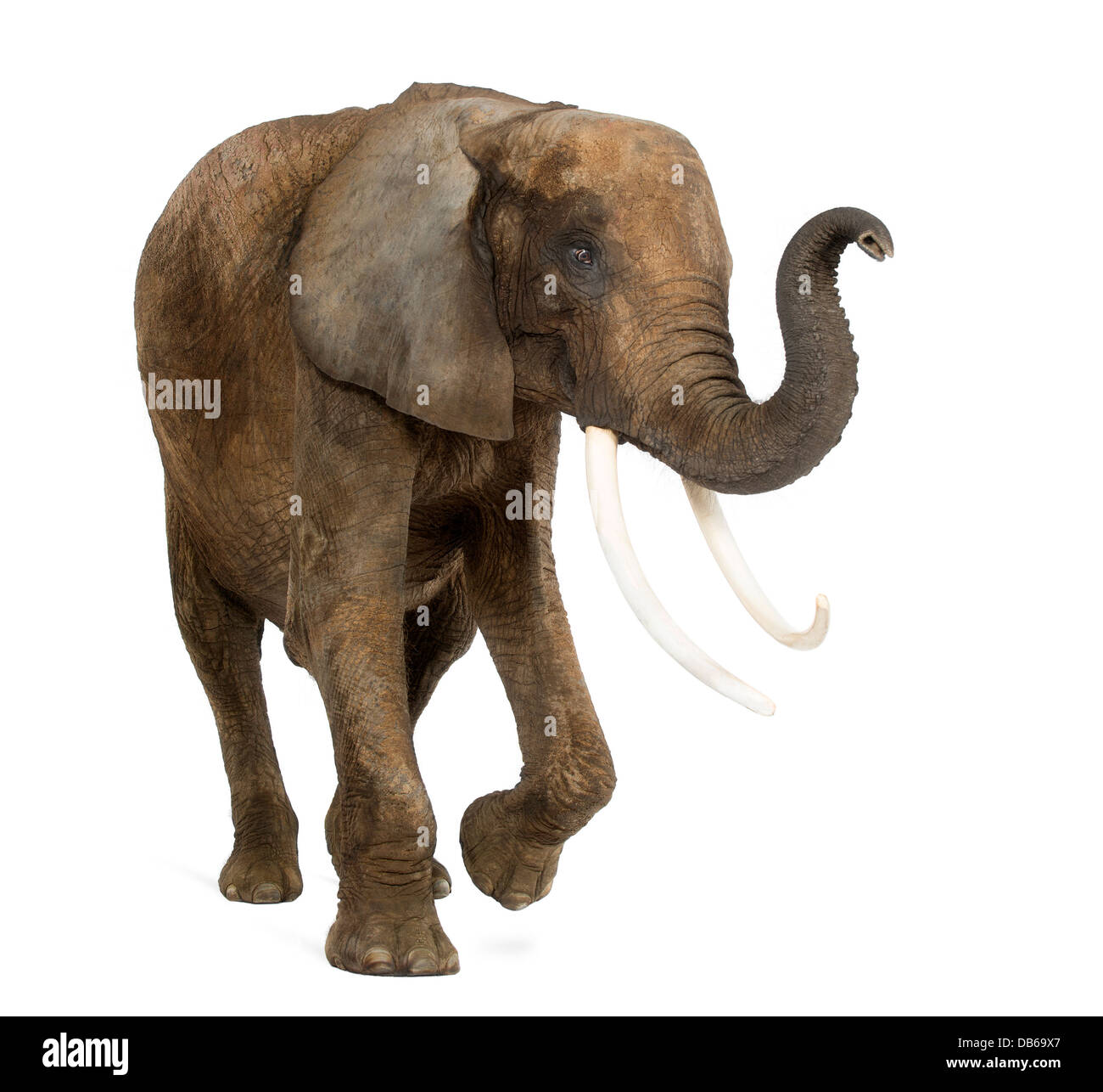 Elefante africano Loxodonta africana, sollevando il suo tronco contro uno sfondo bianco Foto Stock