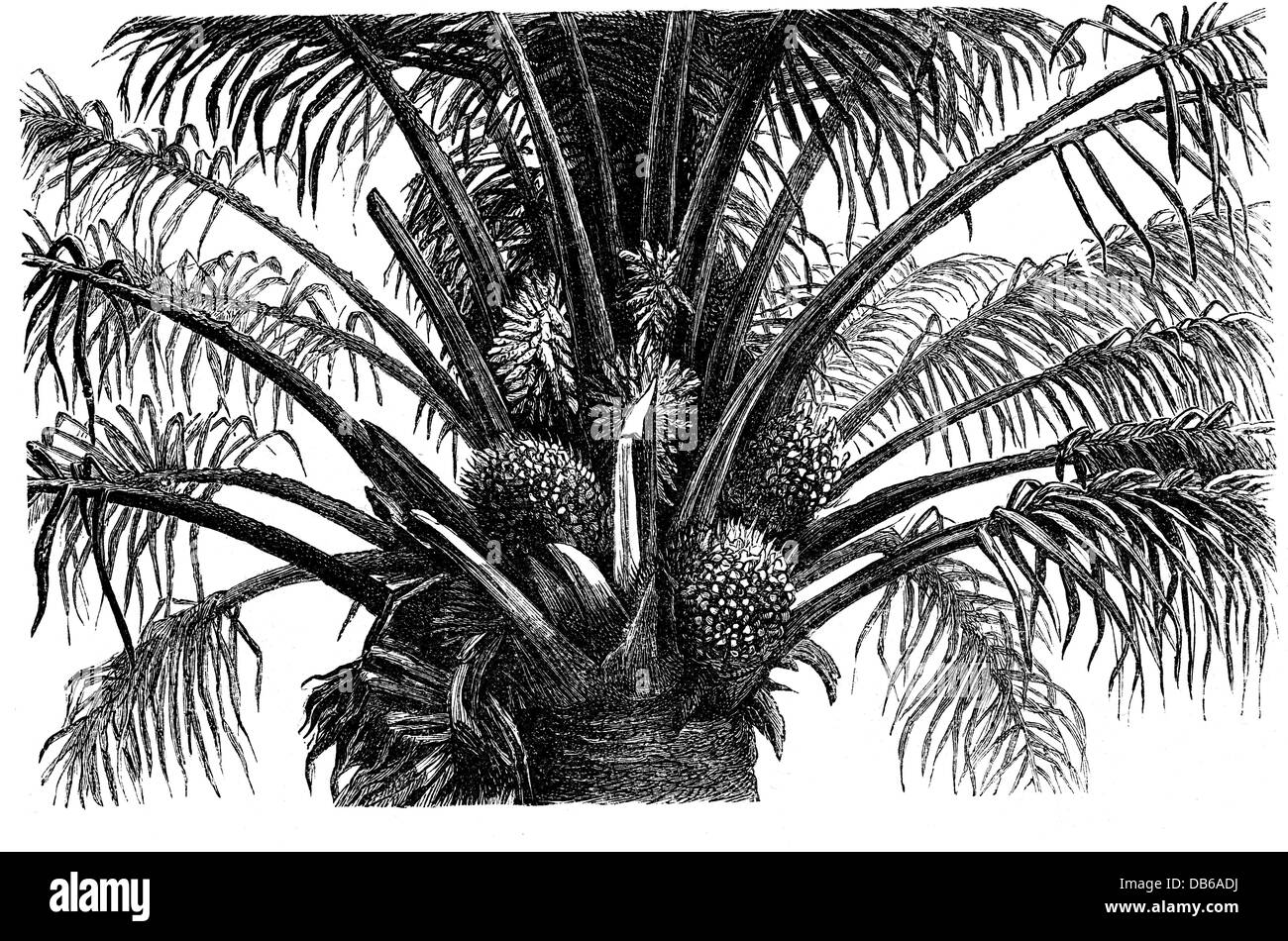 Botanica, alberi, palma da olio (Elaeis guineensis), dettaglio, frutta, incisione in legno, 19 ° secolo, palme, frutta, albero, pianta, piante, storico, storico, diritti aggiuntivi-clearences-non disponibile Foto Stock
