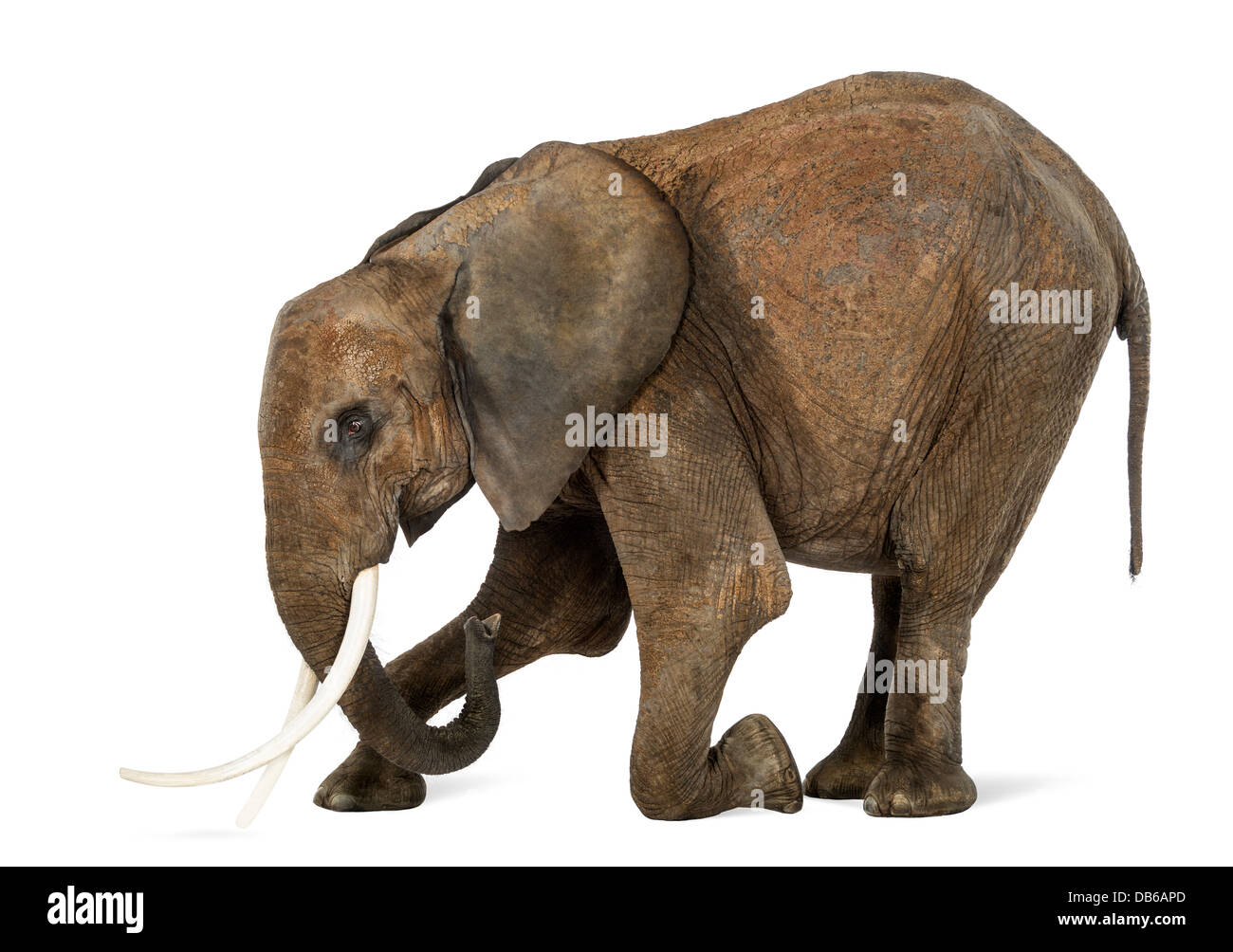 Elefante africano Loxodonta africana, inginocchiato contro uno sfondo bianco Foto Stock