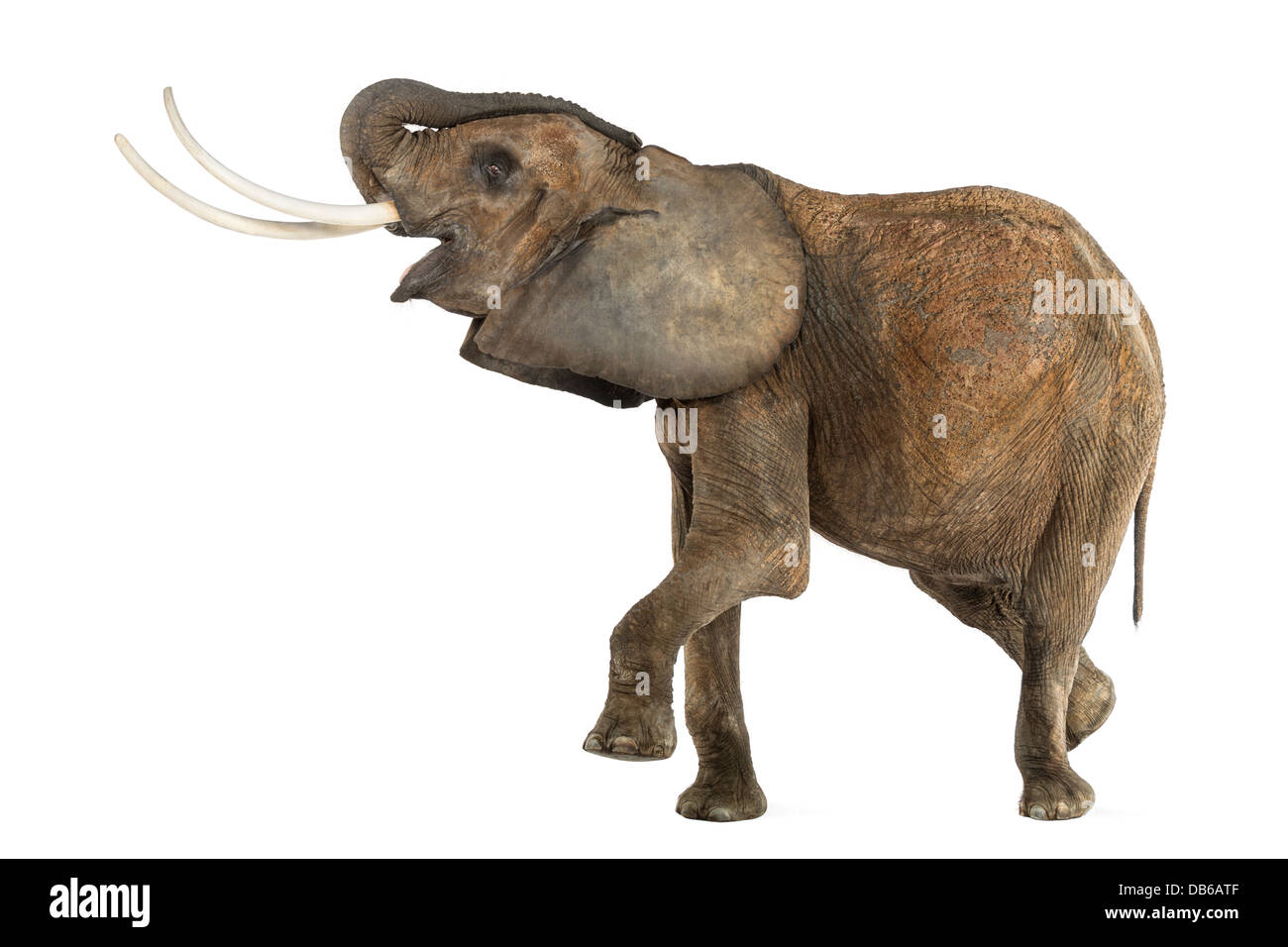 Vista laterale di un elefante africano Loxodonta africana, eseguire contro uno sfondo bianco Foto Stock