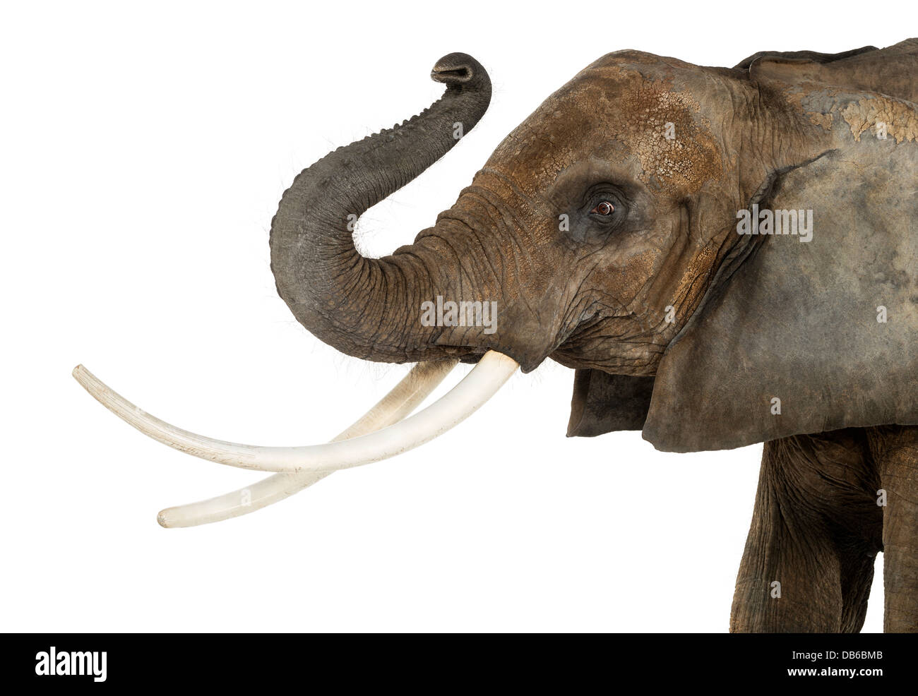 Close up di un elefante africano Loxodonta africana, sollevando il suo tronco contro uno sfondo bianco Foto Stock