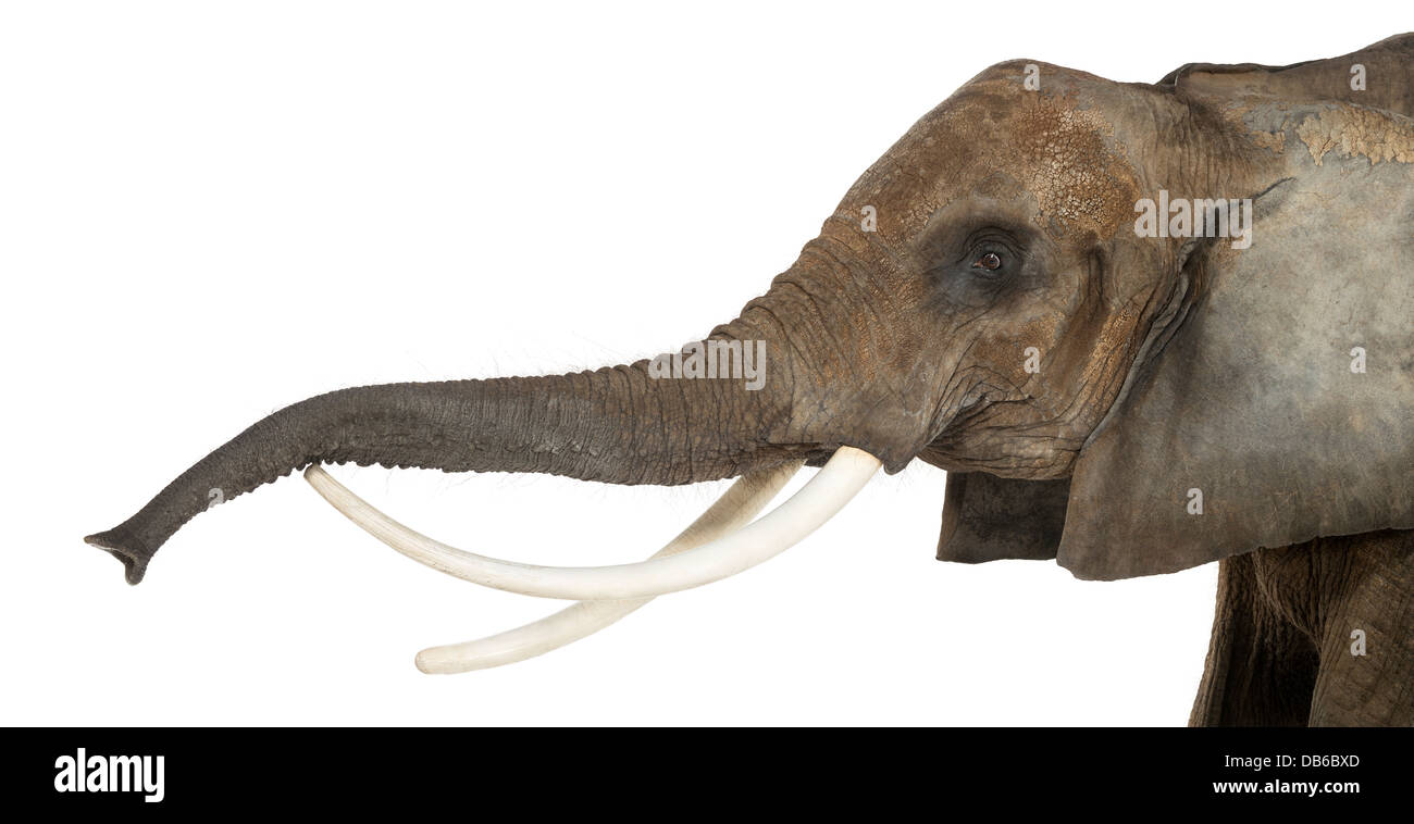 Close up di un elefante africano Loxodonta africana, sollevando il suo tronco contro uno sfondo bianco Foto Stock