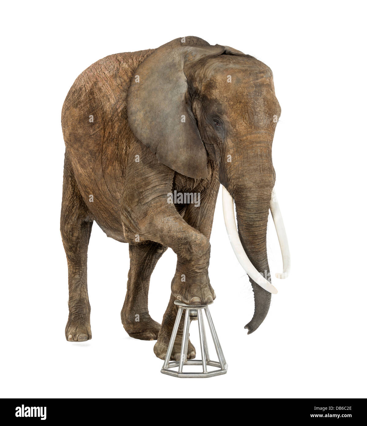 Elefante africano Loxodonta africana, salendo su uno sgabello contro uno sfondo bianco Foto Stock