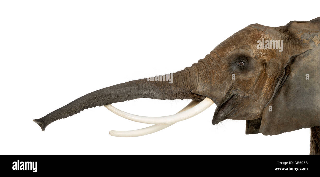 Close up di un elefante africano Loxodonta africana, sollevando il suo tronco e chiamando contro uno sfondo bianco Foto Stock