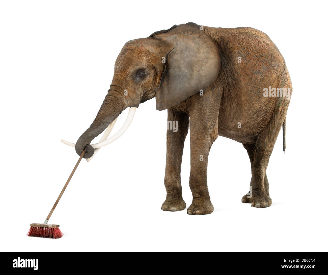 Elefante africano Loxodonta africana, spazzando con la scopa contro uno sfondo bianco Foto Stock
