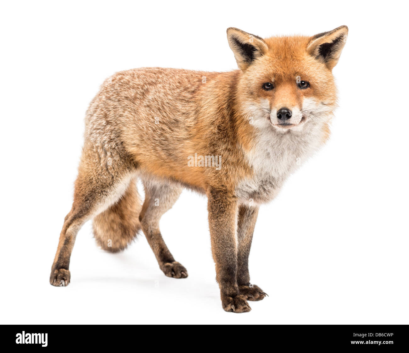 Red Fox, Vulpes vulpes, in piedi contro lo sfondo bianco Foto Stock