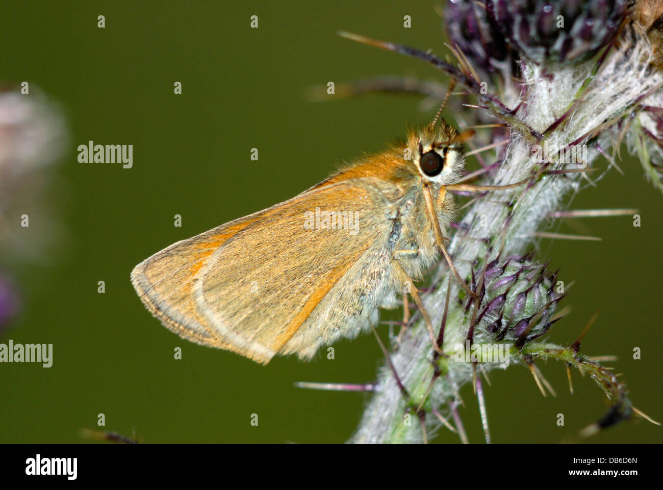 Un piccolo skipper butterfly a riposo Foto Stock