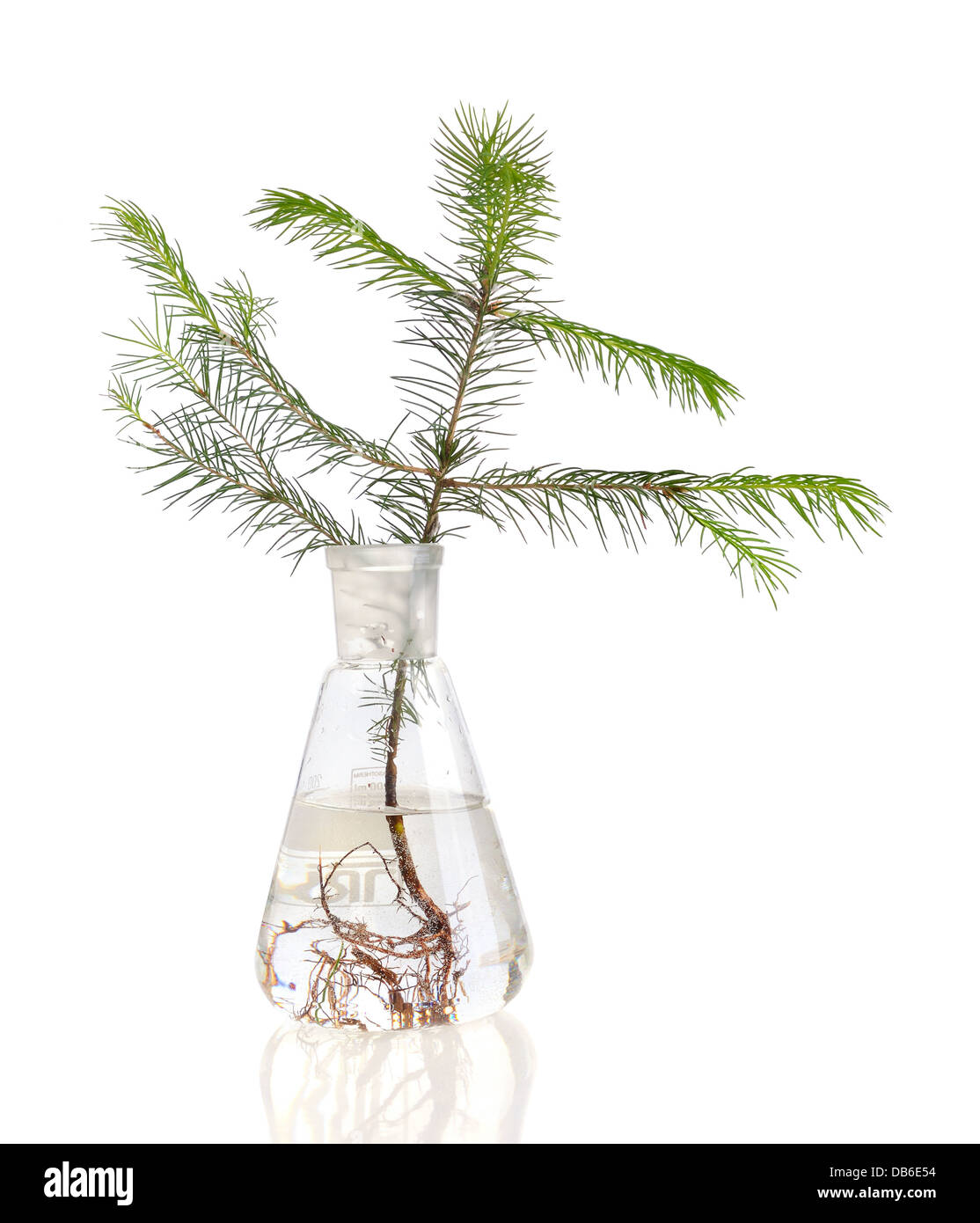 Due giovani abeti growthing in chimica nel tubo di prova su sfondo bianco Foto Stock