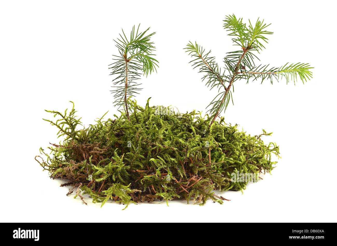 Due giovani abeti growthing di moss su sfondo bianco Foto Stock