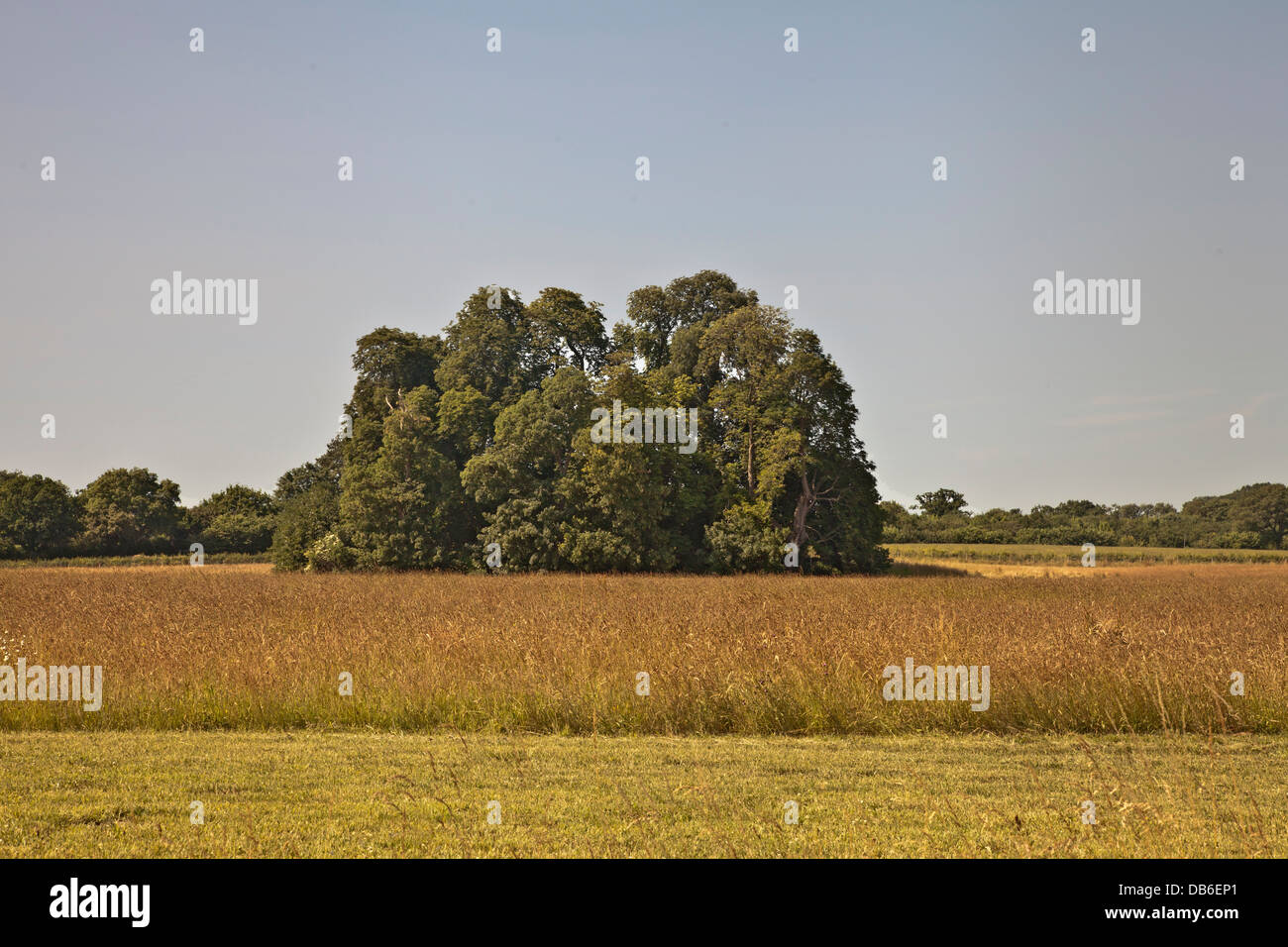 Un anello di faggi in cornfields a Mottisfont Romsey Inghilterra Foto Stock