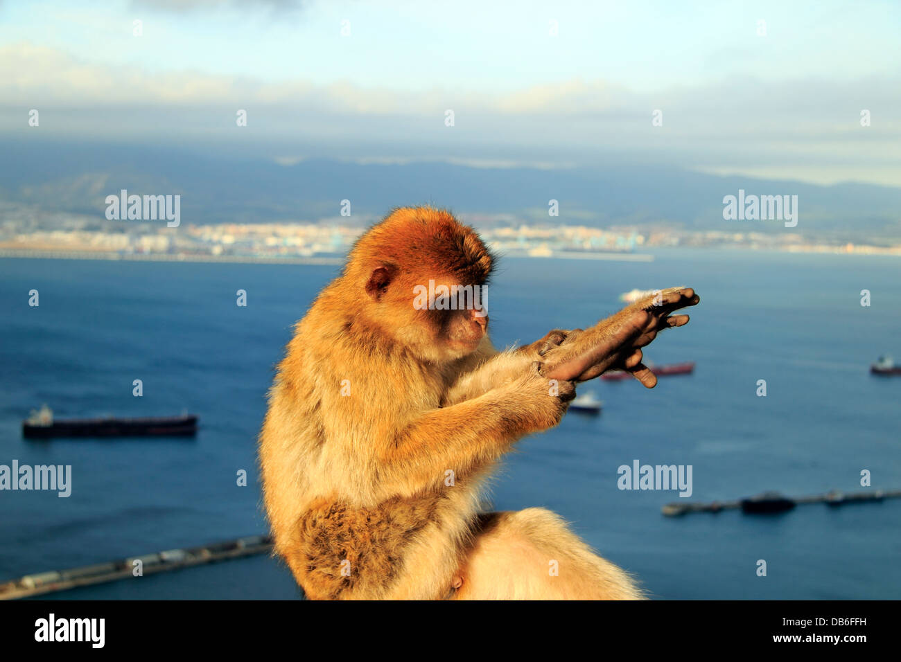 Barberia macachi, Barberia Ape toelettatura, sullo sfondo della baia di Gibilterra Foto Stock