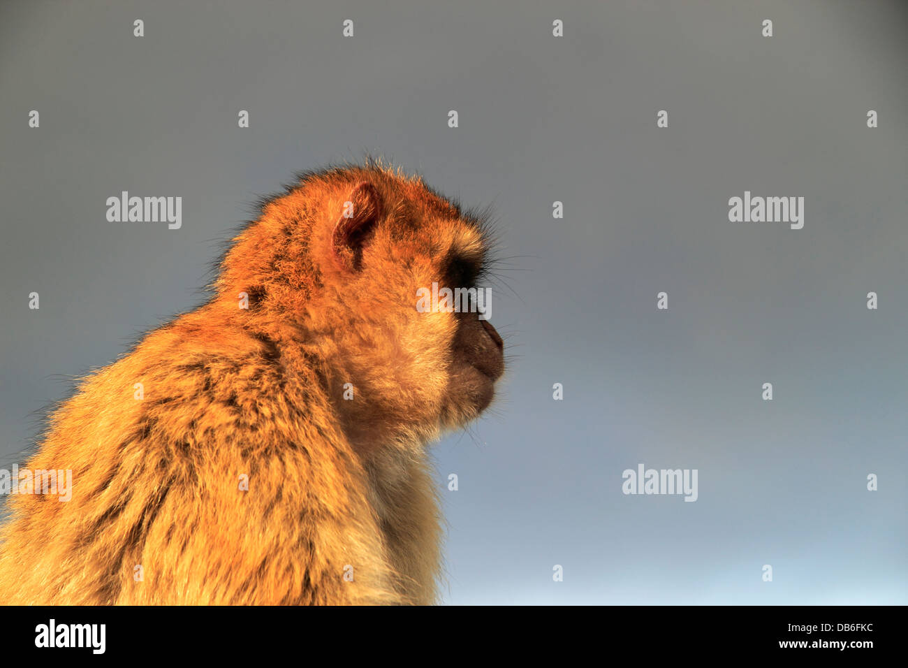 Barberia macachi, Barberia Ape, Gibilterra Foto Stock