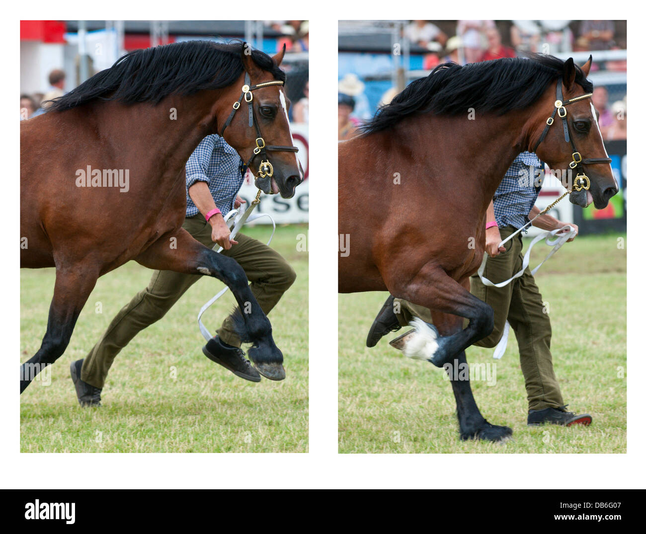 Llanelwedd (Nr. Builth Wells), Wales, Regno Unito. Il 24 luglio 2013. Un cavallo e il gestore sono in perfetta fase durante la Cob stallone classe evento al cinquantesimo Royal Welsh Show. Credito: Graham M. Lawrence/Alamy Live News. Foto Stock