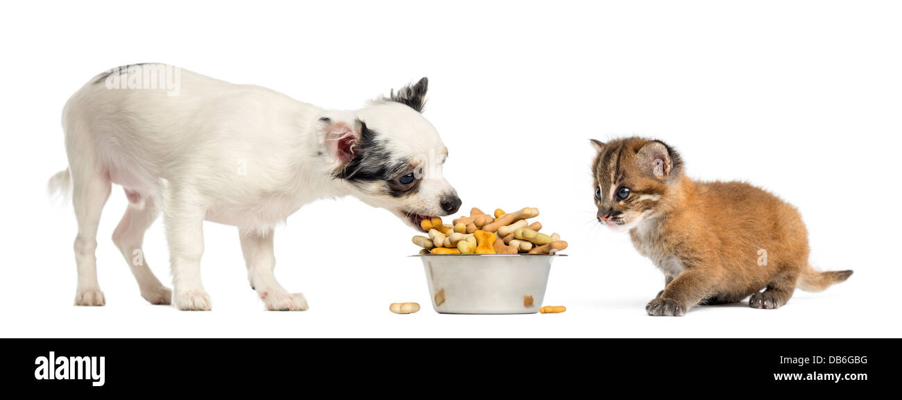 Chihuahua cucciolo di mangiare dalla ciotola con Asian golden cat a guardare di fronte a uno sfondo bianco Foto Stock