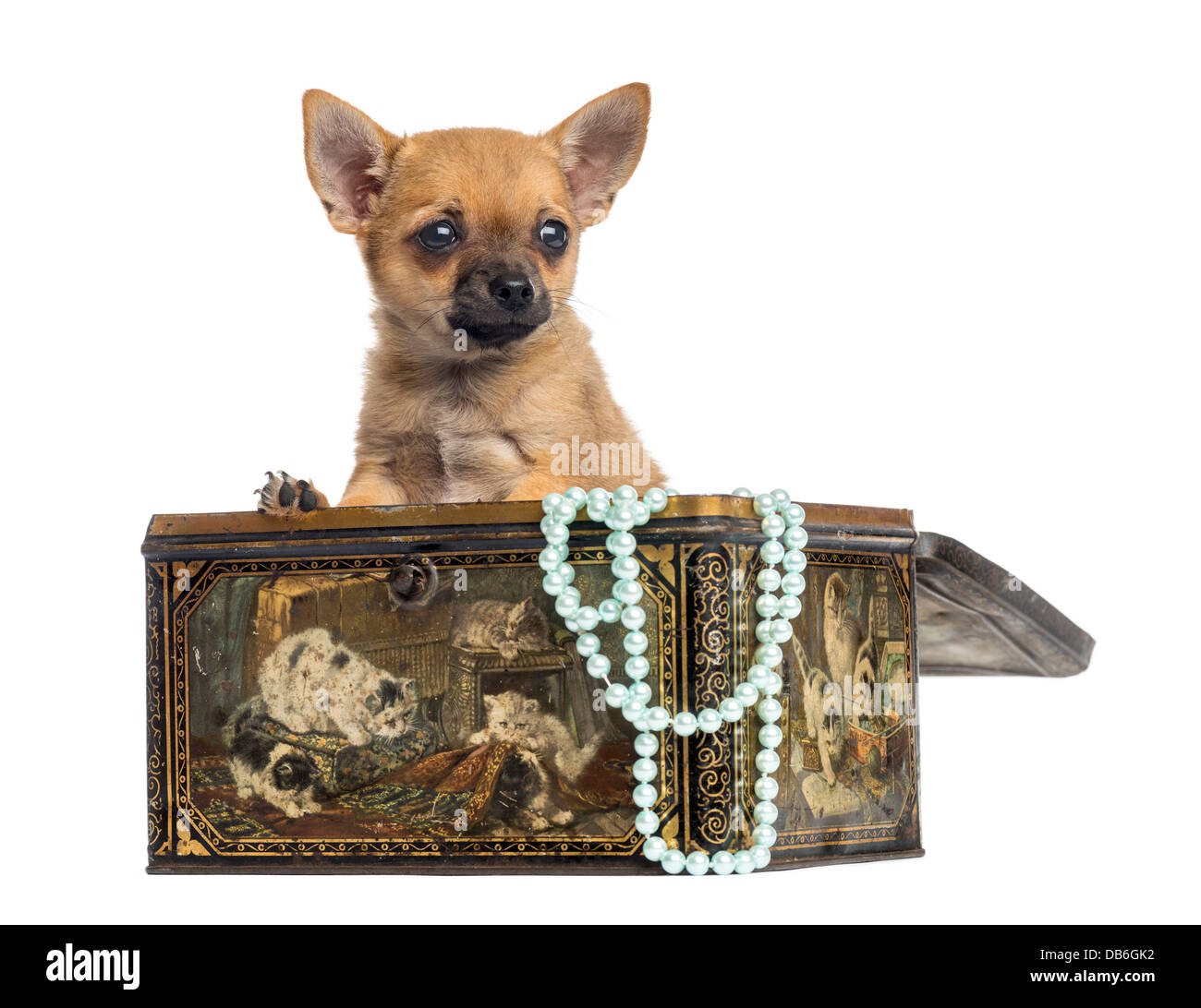 Chihuahua cucciolo, 4 mesi di età, nella casella vintage contro uno sfondo bianco Foto Stock