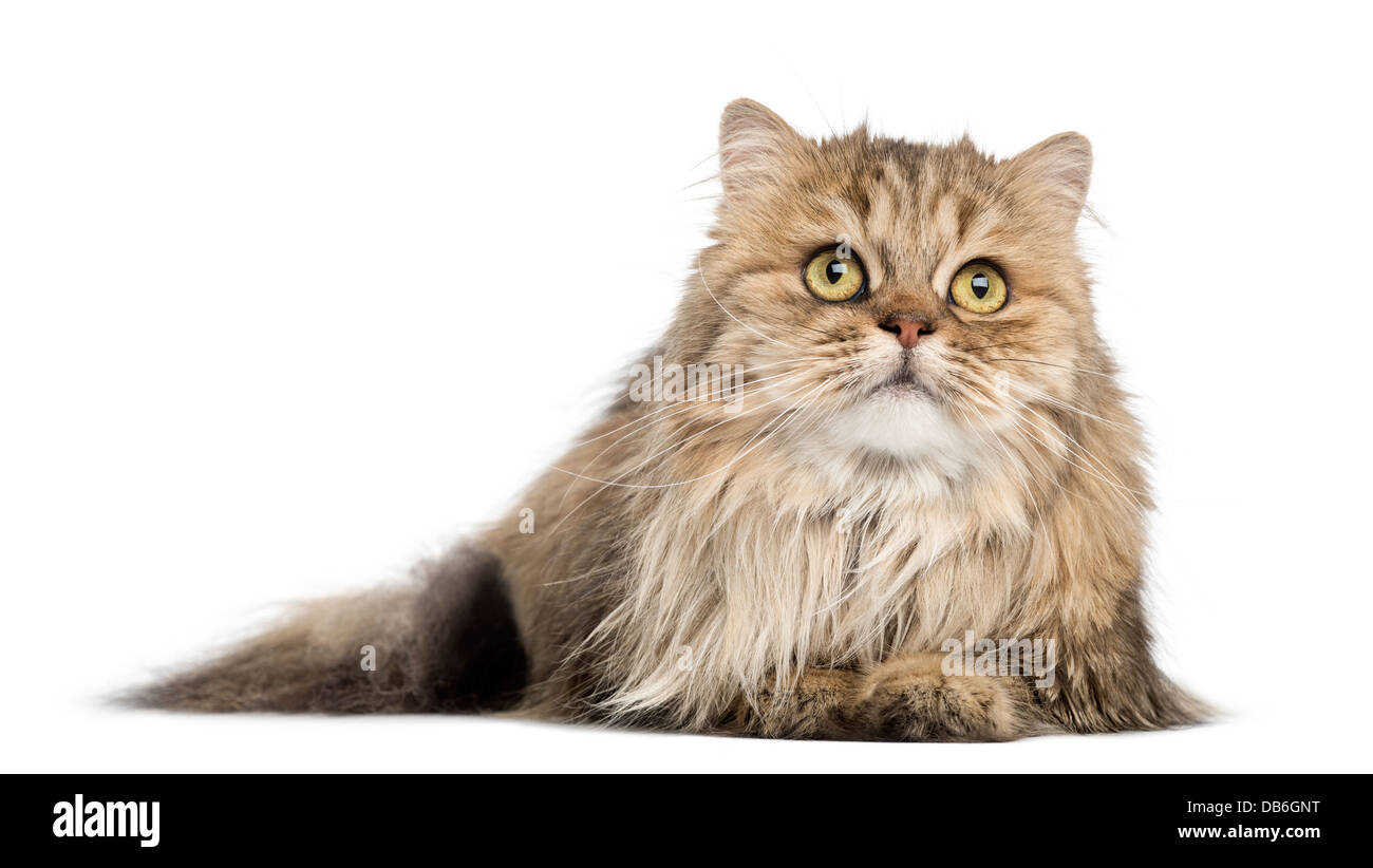 British Longhair Cat sdraiato e guardando verso l'alto contro lo sfondo bianco Foto Stock