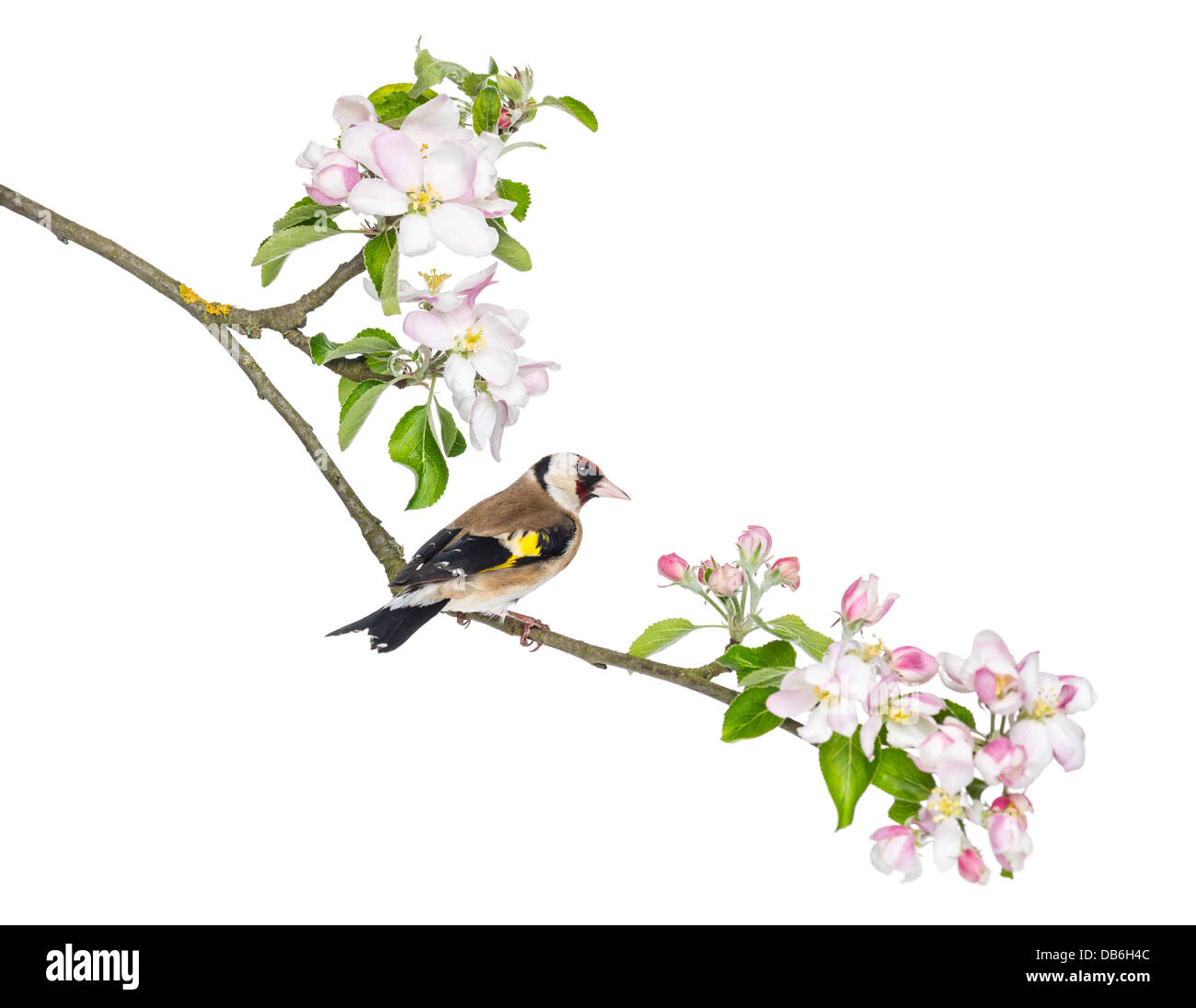 Unione cardellino, Carduelis carduelis, appollaiato su un ramo di fioritura contro uno sfondo bianco Foto Stock
