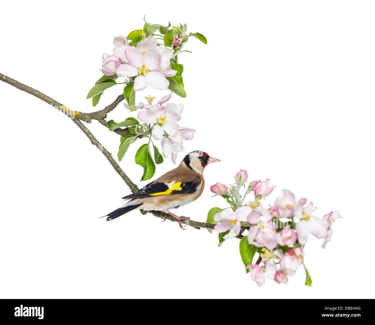 Unione cardellino, Carduelis carduelis, appollaiato su un ramo di fioritura contro uno sfondo bianco Foto Stock