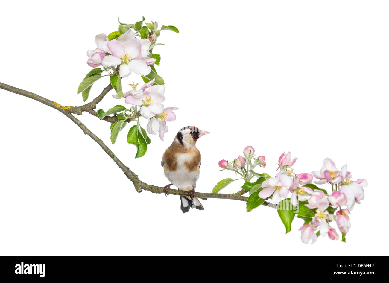 Unione cardellino, Carduelis carduelis, appollaiato su un ramo di fioritura contro uno sfondo bianco Foto Stock