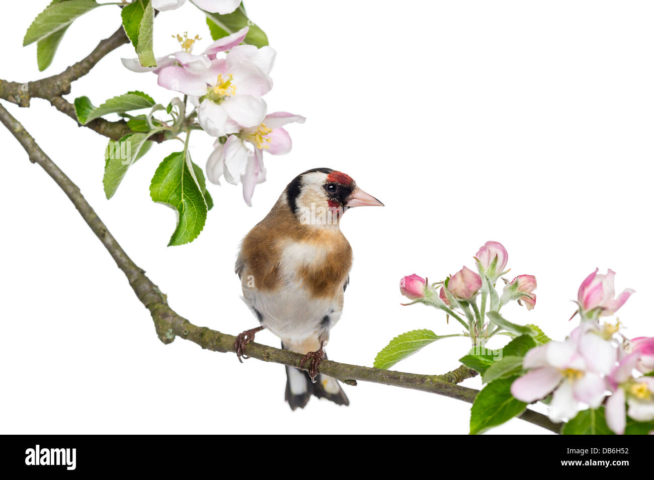 Unione cardellino, Carduelis carduelis, appollaiato su un ramo di fioritura contro uno sfondo bianco Foto Stock