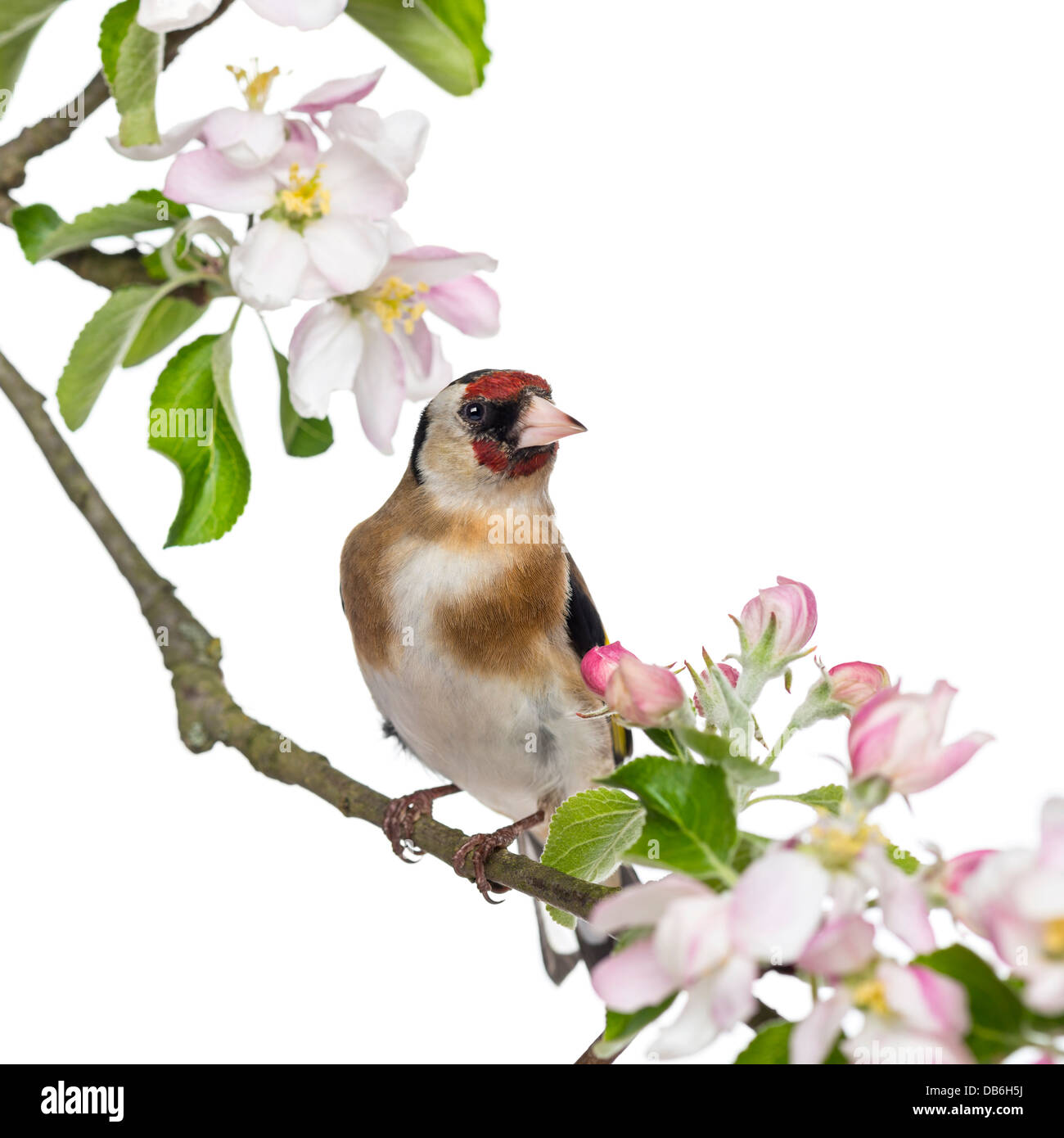 Unione cardellino, Carduelis carduelis, appollaiato su un ramo di fioritura contro uno sfondo bianco Foto Stock