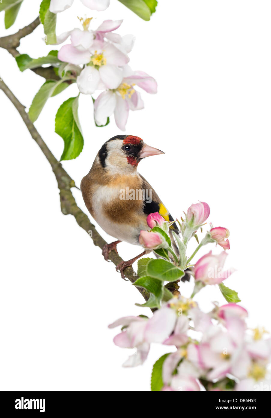 Unione cardellino, Carduelis carduelis, appollaiato su un ramo di fioritura contro uno sfondo bianco Foto Stock