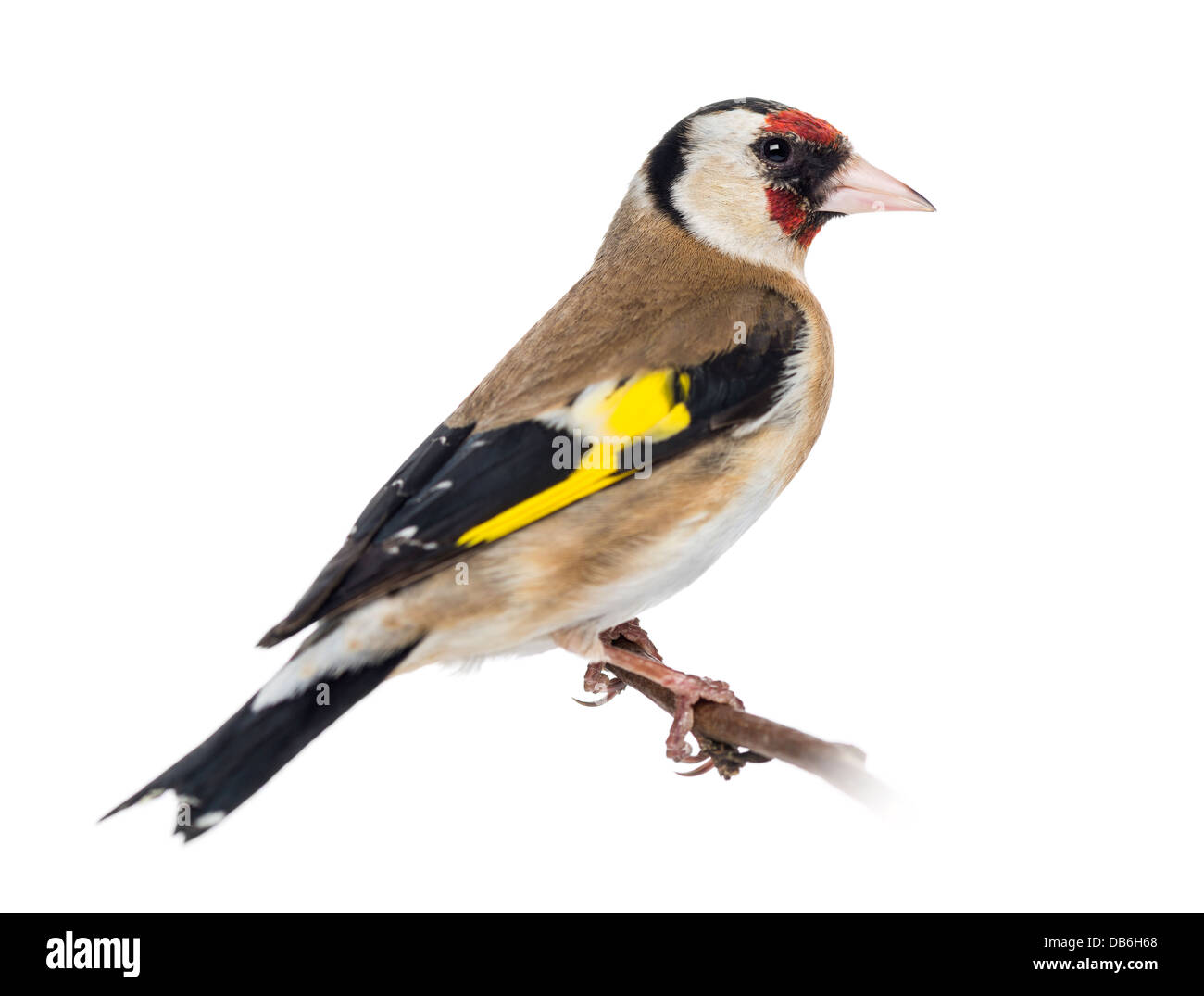 Unione cardellino, Carduelis carduelis, appollaiato sul ramo contro uno sfondo bianco Foto Stock